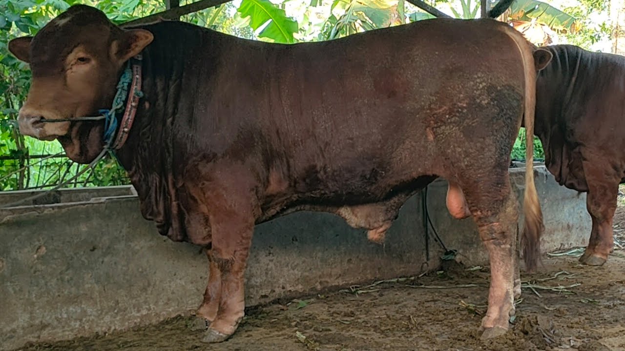 2 EKOR IMPIAN ~ PETERNAK SAPI BISA CETAK SAPI RAKSASA✅