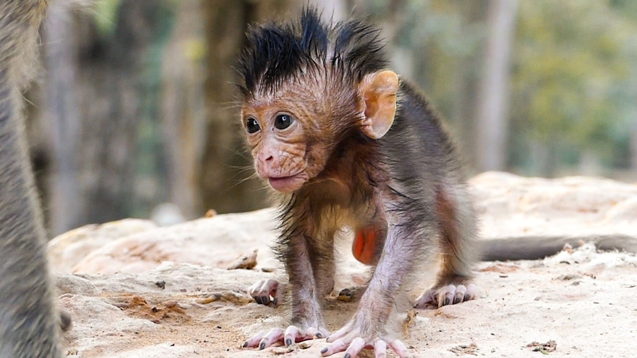 Peaceful wild life | Newborn baby Avery practices to walk while gets inspire by mom