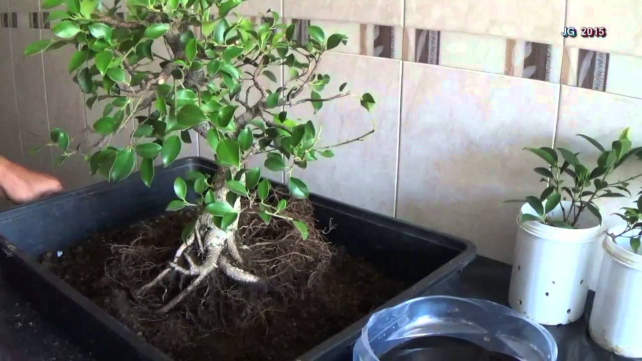 FICUS RETUSA Tiger bark de Santos 1ª Parte Poda drastica trasplante injerto de raíz Técnicas cult