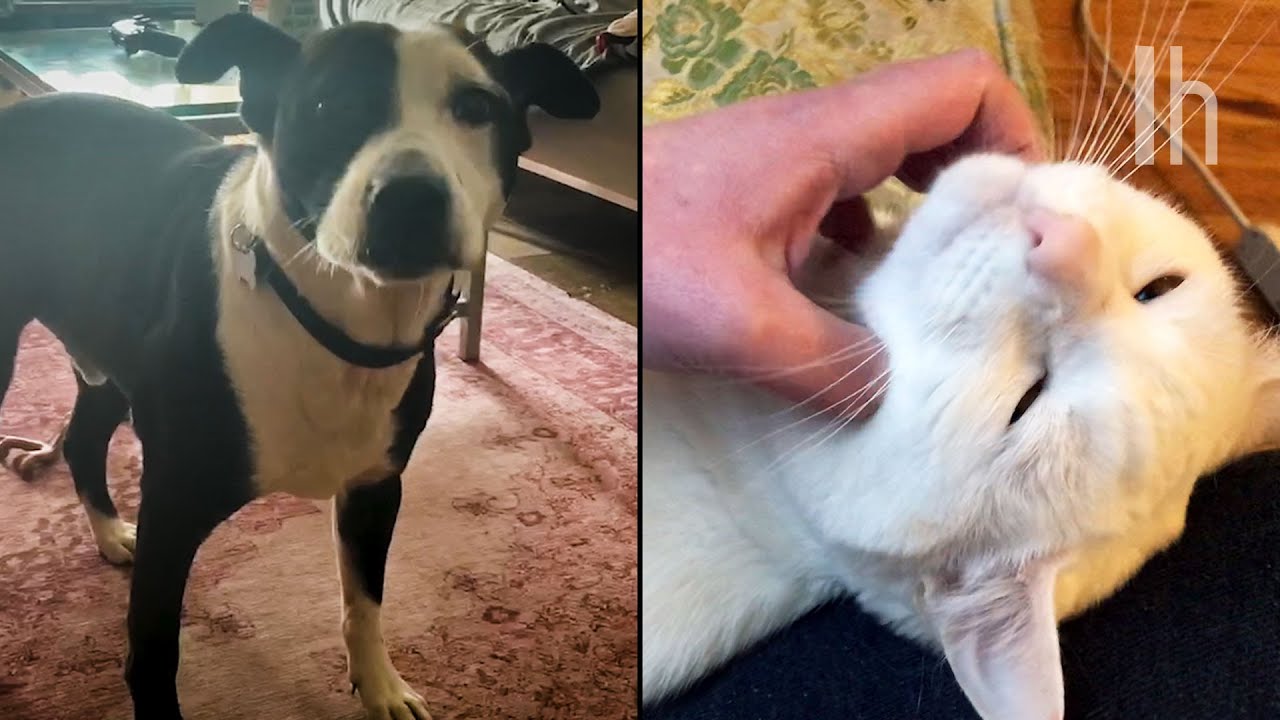 How to Deal With Your Pets in Quarantine
