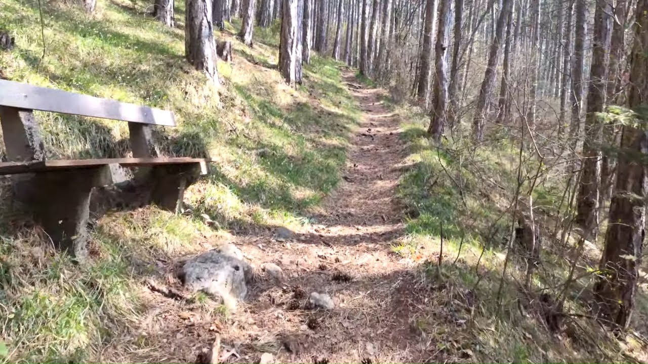 【4K】🌍 Escaping the Quarantine for a Beautiful Forest Walk