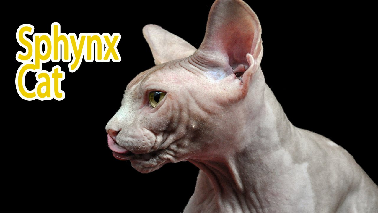 Sphynx Cat Breed