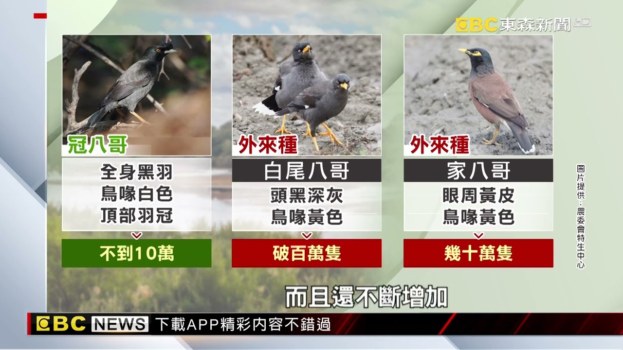 外來物種入侵台灣 敲醒生態浩劫警鐘【聚焦真相】葉雲炫  @newsebc