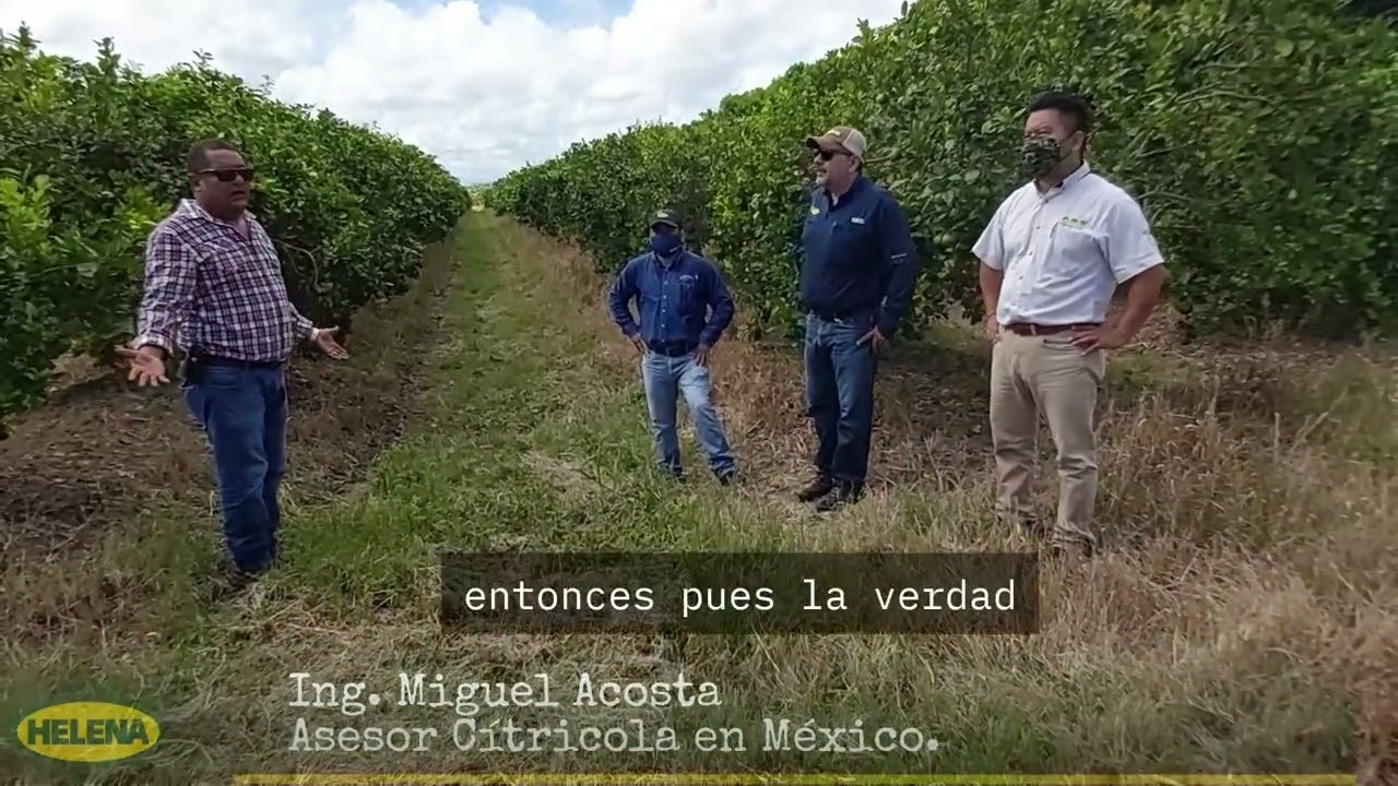 #citricos