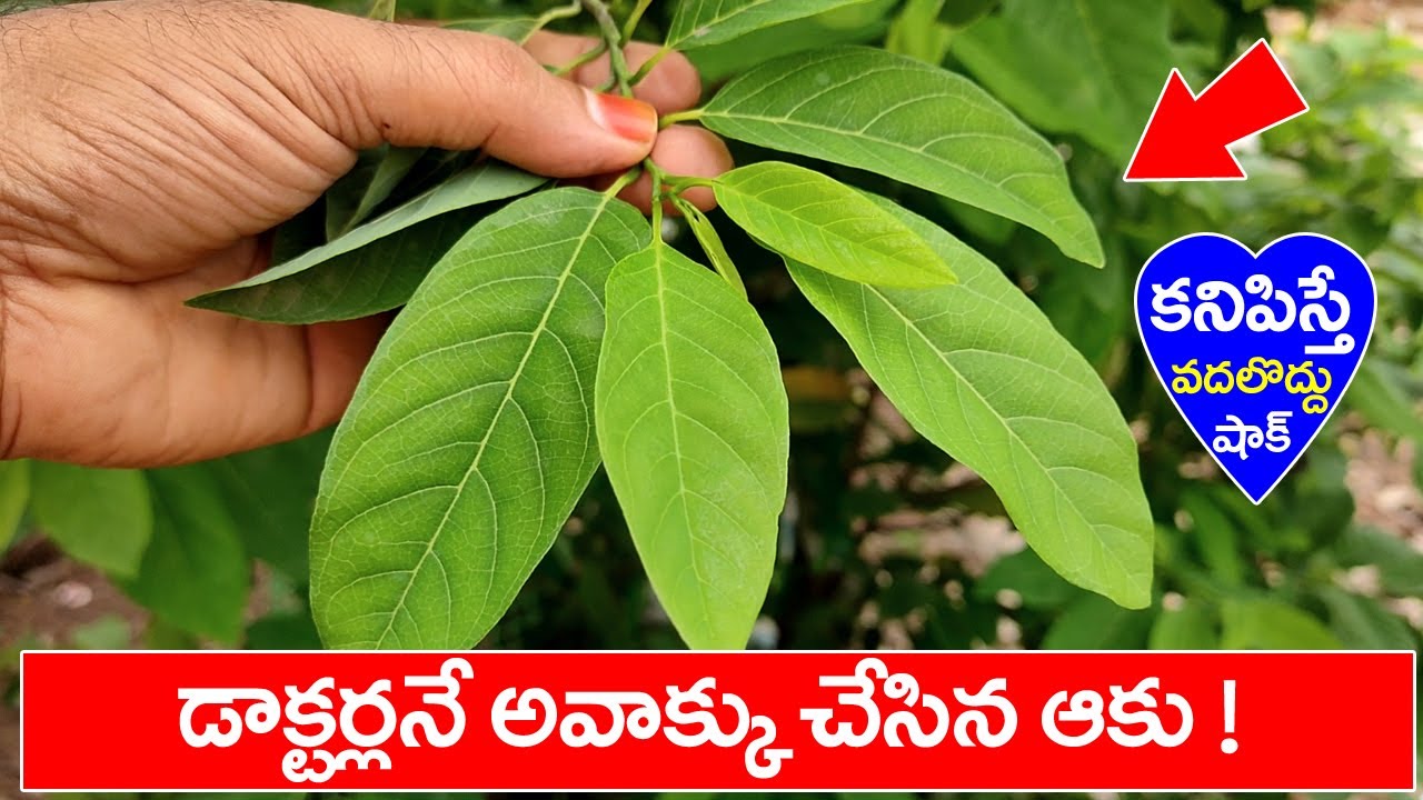 డాక్తోర్లనే అవాక్కు చేసిన ఆకు! కనిపిస్తే అస్సలు వదలొద్దు వింటే షాకే | Natural Remedy Sitaphal leaves