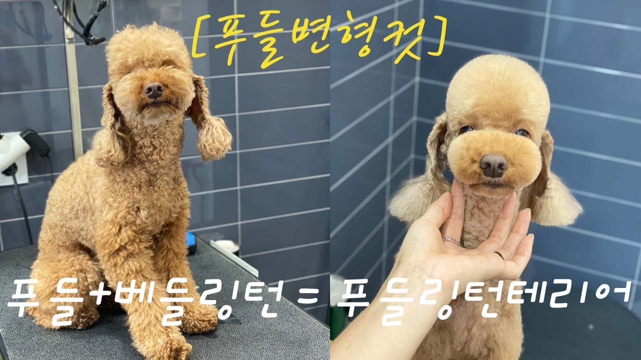 [기린쌤TV] 푸들이 베들링턴테리어 미용하면 =푸들링턴!! If a poodle does a bedlington terrier=poodlington!