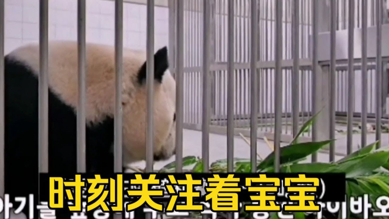 爱宝可以自主吃饭了，但仍放心不下宝宝，一边吃一边时刻关注着隔壁的宝宝