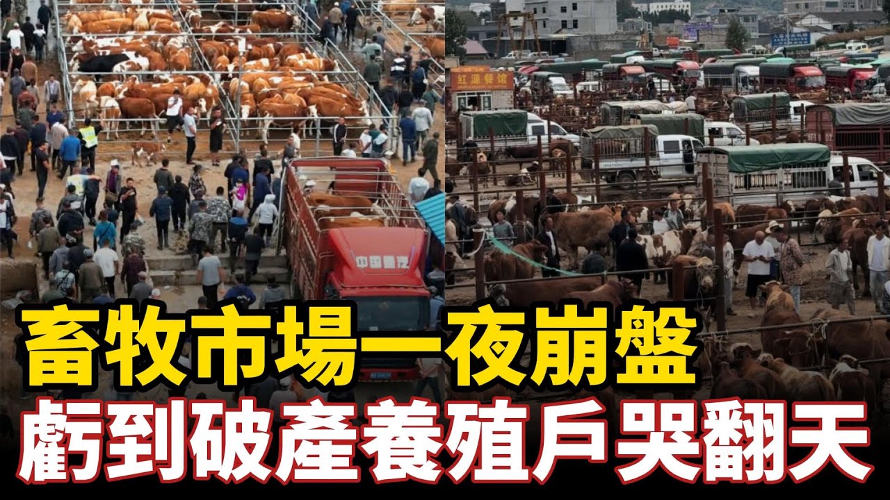 虧到破產養殖戶哭翻天！畜牧市場一夜崩盤，大量進口廉價豬牛羊肉壓垮農戶，2塊的豬肉1塊的香蕉5毛一斤的大米，物價暴跌開啟全面通縮時代！