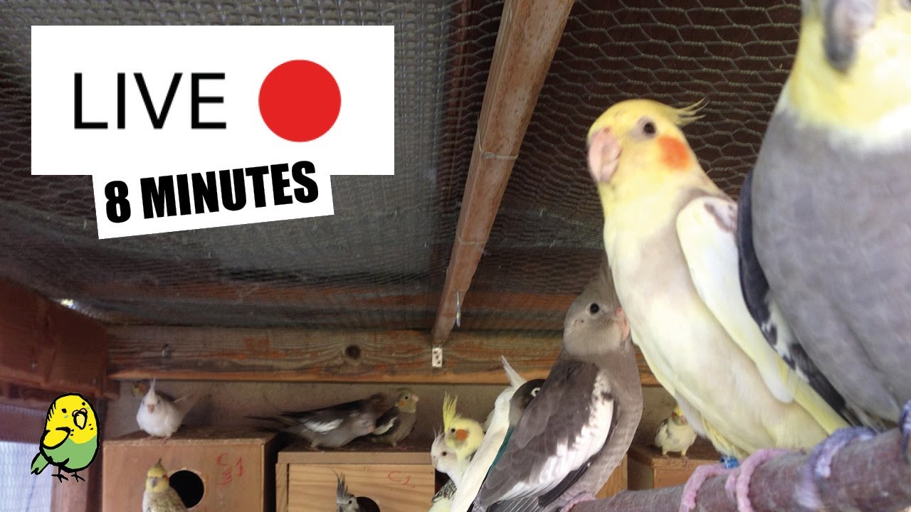 Live de 8 minutes dans la volière. (Calopsittes + inséparables)