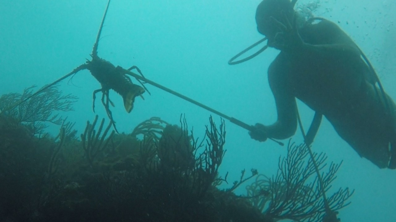 Scuba Diving Paradise - 3 Hidden Dive Sites near Palmas del Mar in Humacao, Puerto Rico