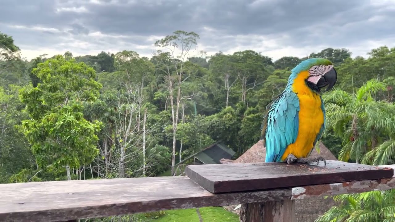 Friendly WILD MACAW (Rio Javar&igrave;, Amazonas , Brazil 🇧🇷)