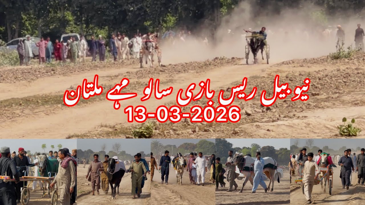 نیو بیل ریس ہائی لیول شغل پڑ سالو مہے ملتان بیل چھوٹا شہزادہ، قلندری ملنگ، لوٹیرا، باز، 13-03-2026.