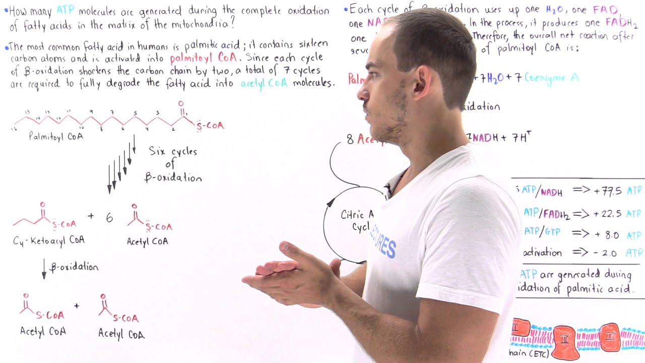 ATP Yield in Fatty Acid Oxidation