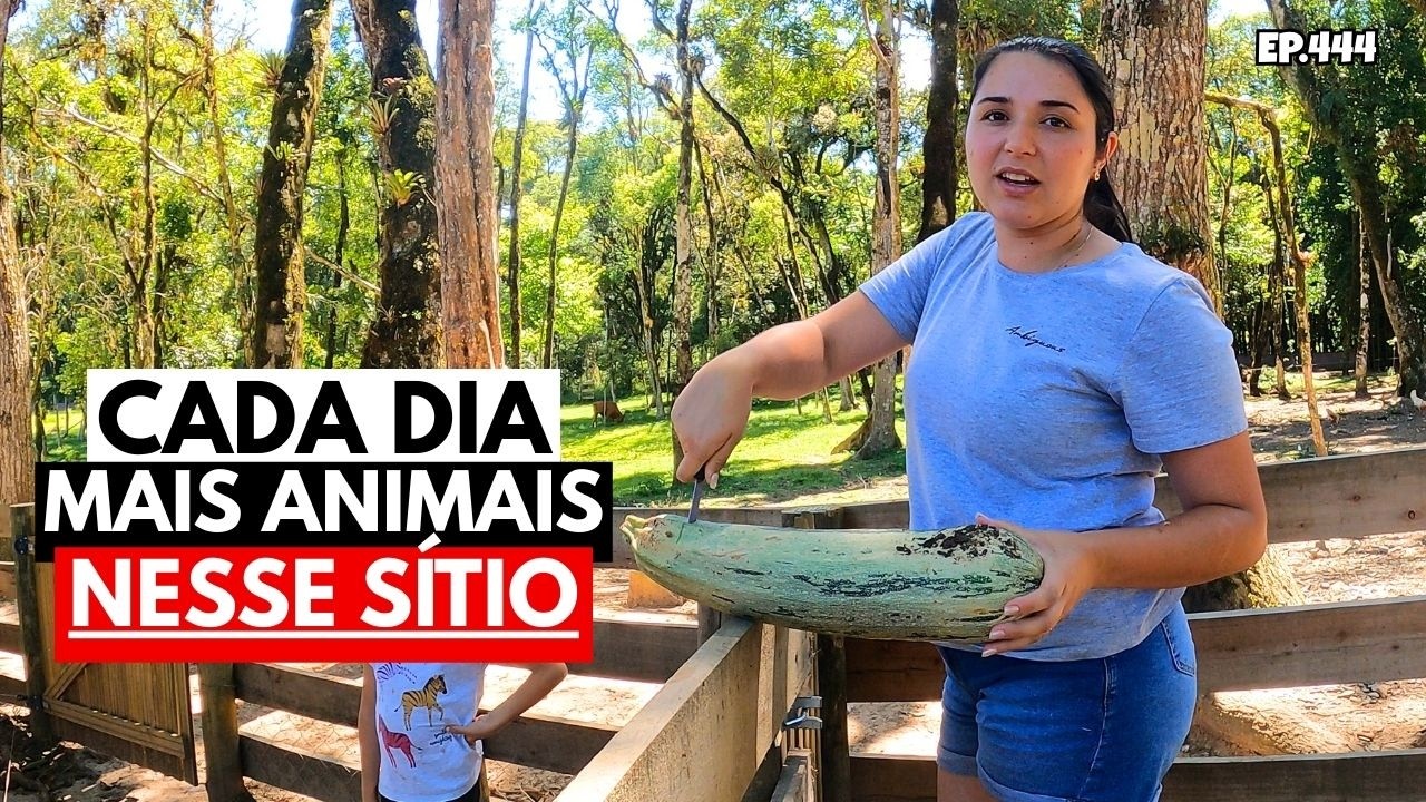 VAMOS MANDAR INSEMINAR NOSSA MINI VACA. EP444