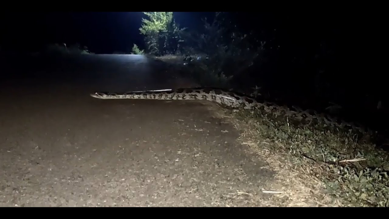 బాపట్లలోని వేటపాలెంలో భారీ... కొండచిలువ || THE BIGGEST PYTHON LIKE NEVER