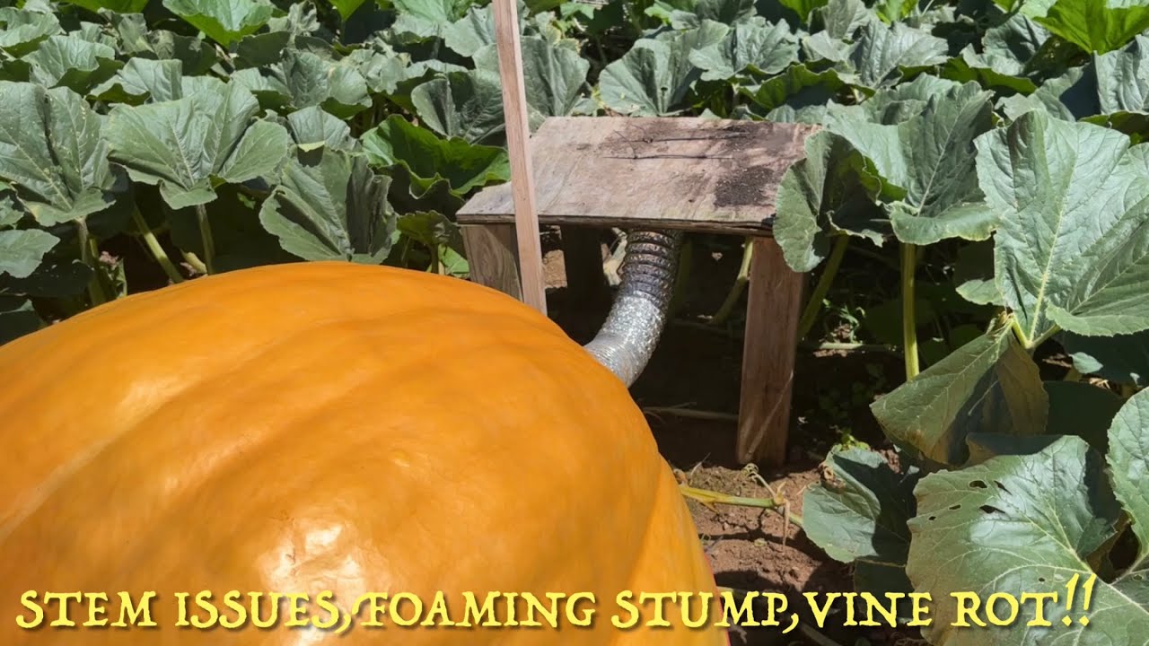 How to fix stem cracks/splits, foaming stump & vine rot on Giant Pumpkins!