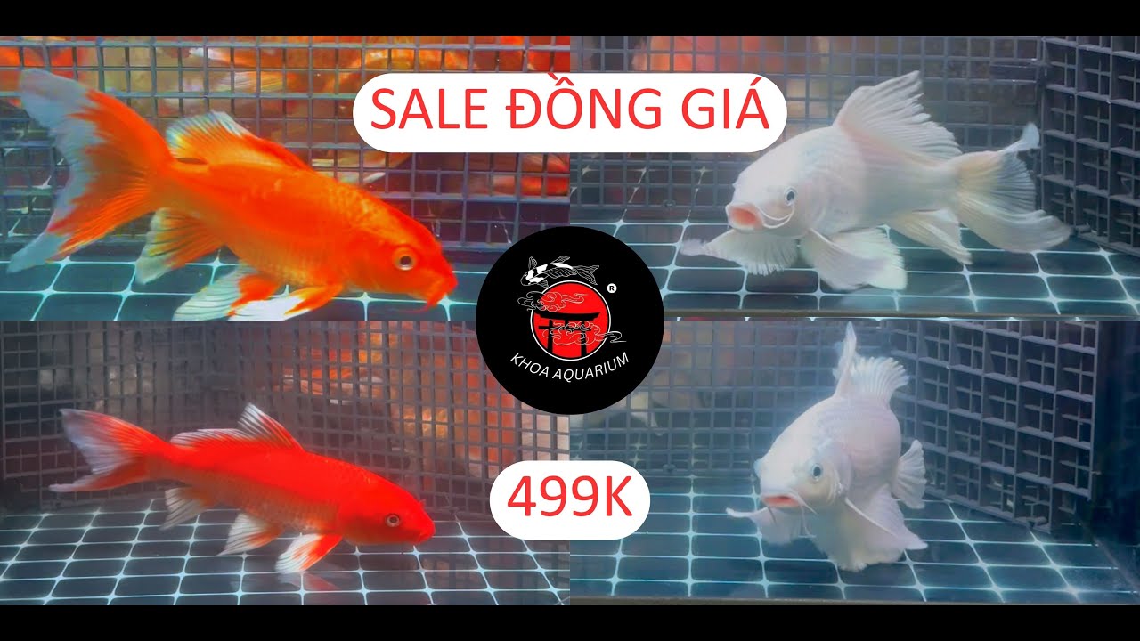 KHOA AQUARIUM | BÁO GIÁ ĐỒNG GIÁ PHI TẦN CỬU CÁP ĐỎ & TRẮNG NHẬP KHẨU CỰC ĐẸP CHỈ 499K , SHIP COD