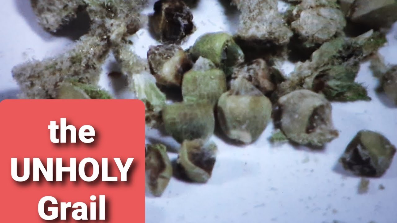 HOLY GRAIL KUSH STRAIN REVIEW