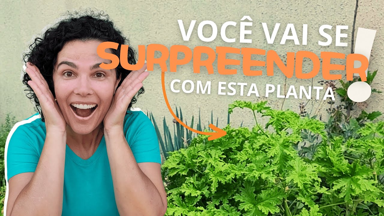 BENEFÍCIOS DA MALVA CHEIROSA!