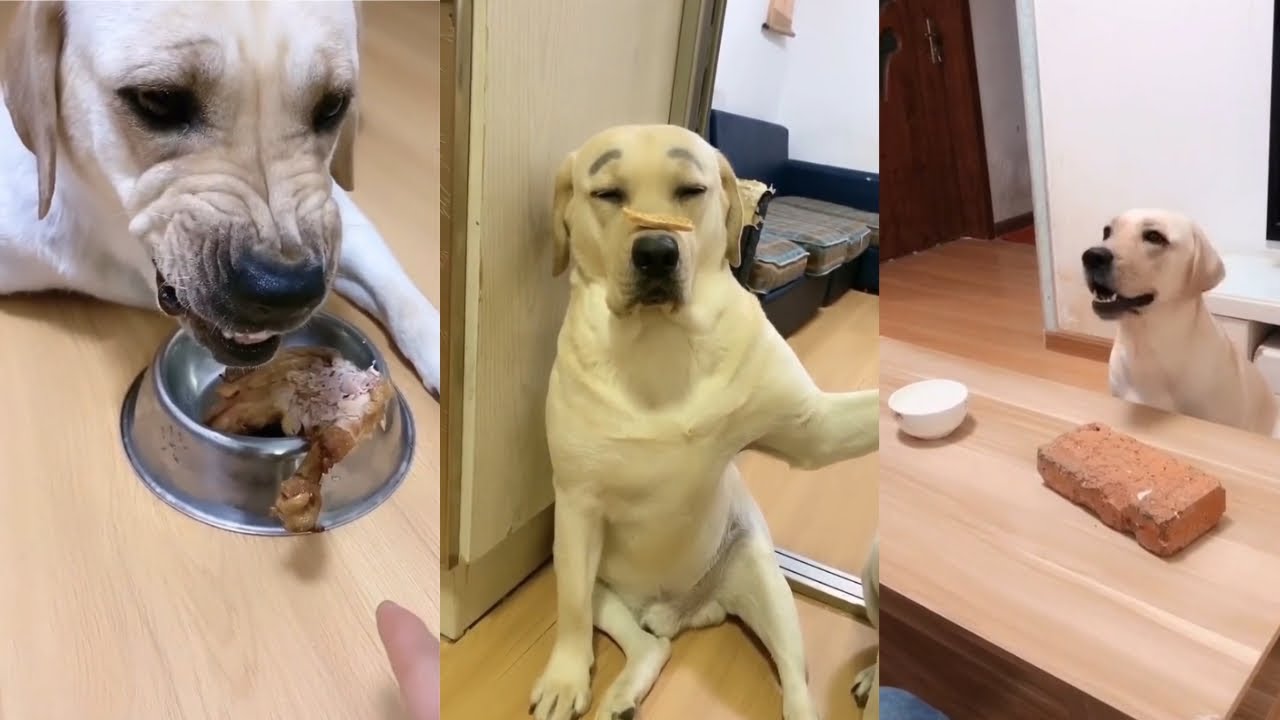 当你用食物诱惑狗狗的时候会有什么反应 有趣视频 #萌宠成精了