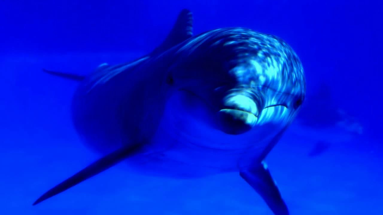 ♫ Dauphins des r&ecirc;ves   M&eacute;lodie des oc&eacute;ans  Zen et Relaxation  ♫