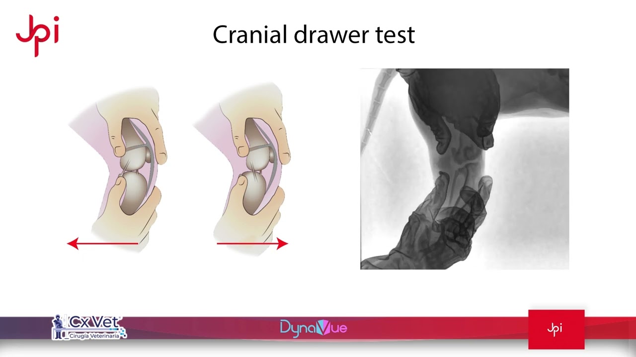 JPI DynaVue Fluoroscopy | Cruciate Ligament Rupture