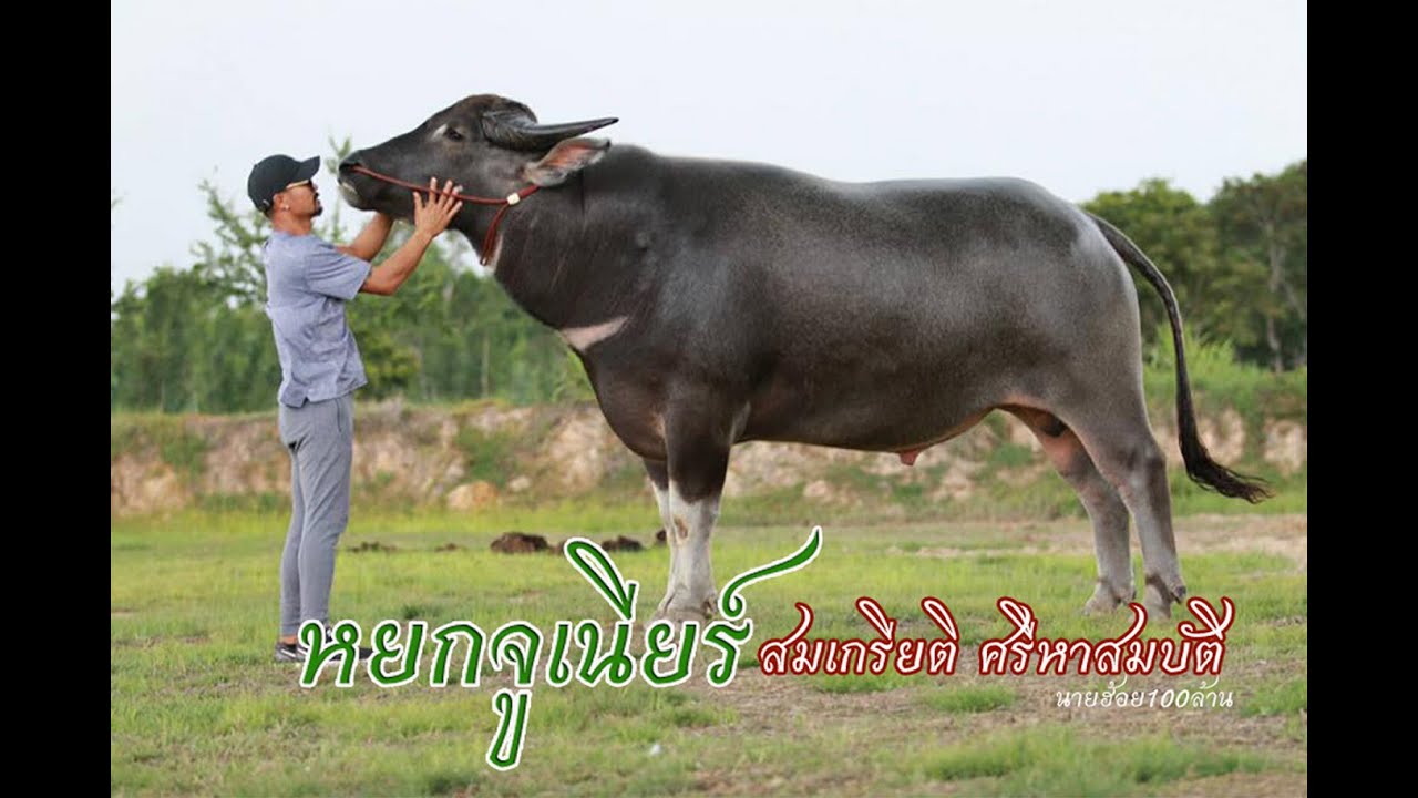 EP.41 หยกจูเนียร์ พ่อพันธุ์ควายดี ศรีหาสมบัติฟาร์ม อ.หนองหาน จ.อุดรธานี somkiat 0650944465