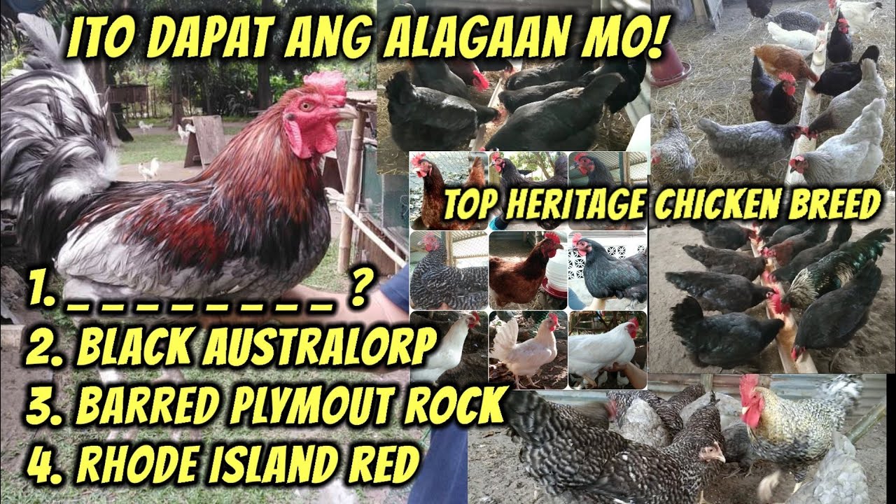 Heritage Chicken Breed: Ito ang dapat alagaan kapag nagsisimula sa chicken farming