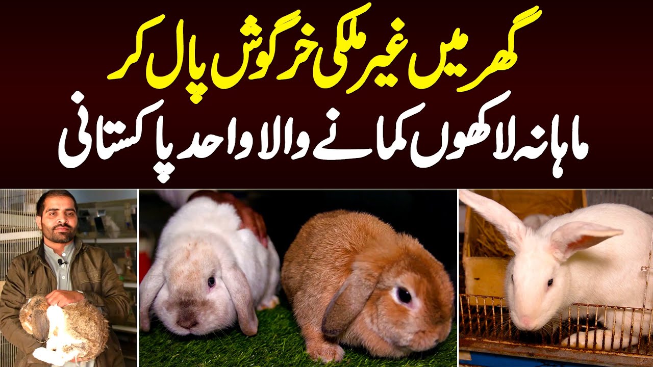 Ghar Me International Breed Ke Rabbits Paal Kar Monthly Lakhon Kamane Wala Pakistani