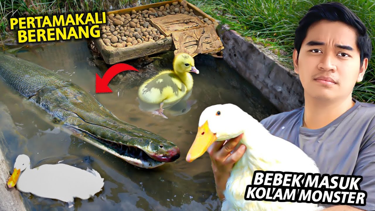 SEMUA BEBEK AKU MASUK KOLAM MONSTER SEBELUM DIKURAS!
