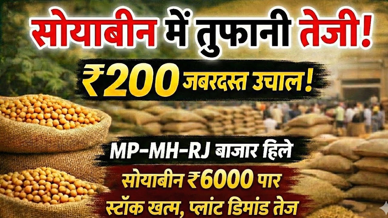 सोयाबीन में तूफानी तेजी! ₹200 उछाल | MP-MH-RJ बाजार हिले Soybean ₹6000 पार