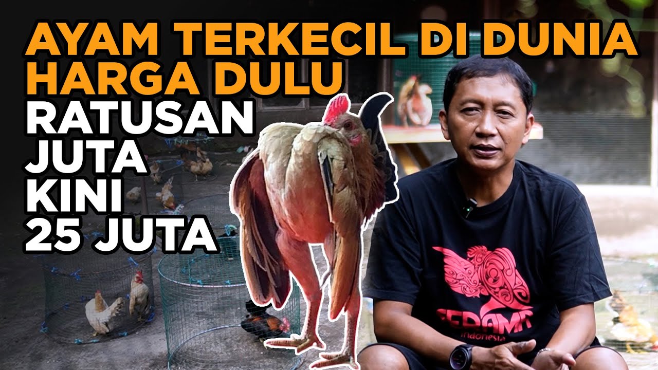 Budidaya Ayam Serama Dulu Ratusan Juta Per Ekor Kini 25 Juta Per Ekor