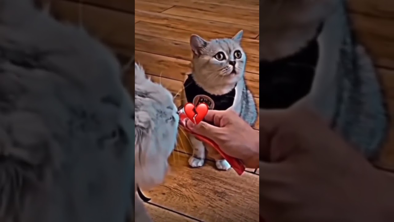 Бедный Котик😖 #видеонемоё #хочуврек #bestvideo #ileocat #врек