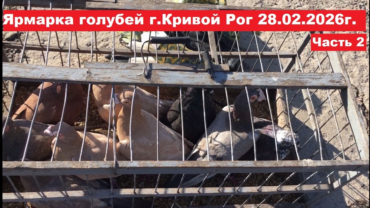 Ярмарка голубей и декоративных птиц г.Кривой Рог 28.02.2026. Часть 2