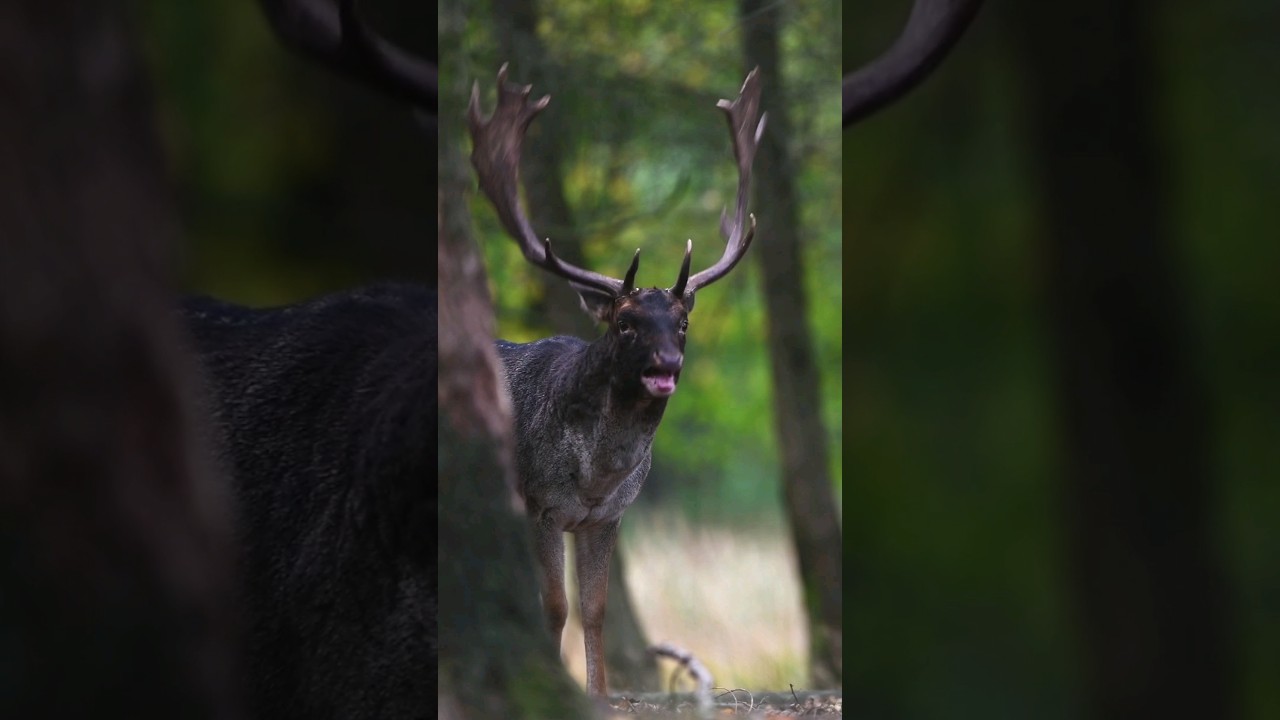 Damhirsch w&auml;hrend der Brunft #fallowdeer #rut #wildlife #wildanimals #damwild #brunft #animals