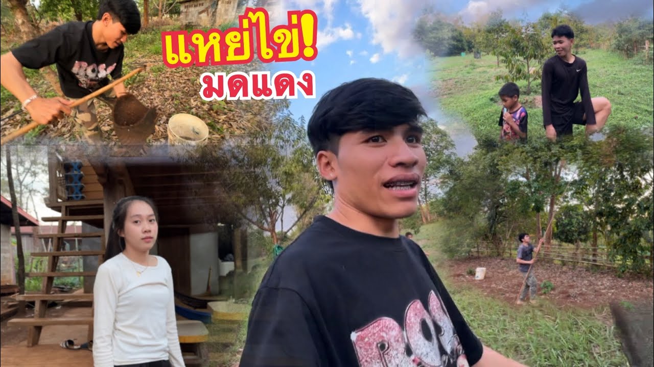 ออกหาแหย่ไข่มดแดงที่สวน หากินยากและราคาแพงมาก! 15 มีนาคม ค.ศ. 2026