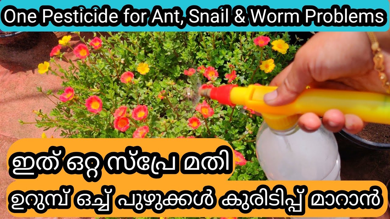 Homemade Pesticide to Avoid Ants, Snails & Worms | ഉറുമ്പ്  ഒച്ച്  ഇല കുരുടിപ്പ്  മാറാൻ ജൈവകീടനാശിനി