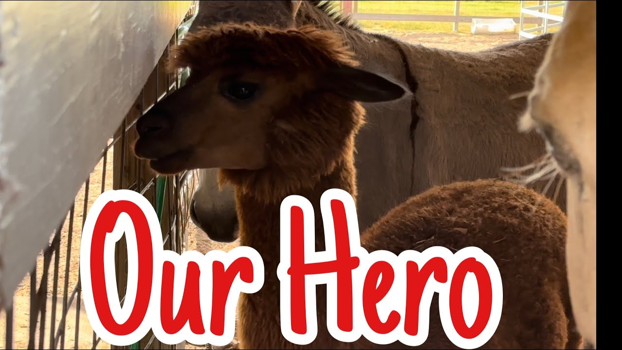Let’s Talk About Our Alpaca Saving The Farm
