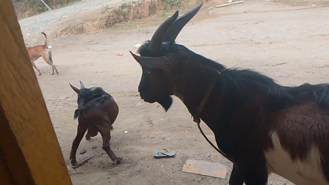 kambing yang suka naik di rumah ya gais, 😂😂😂