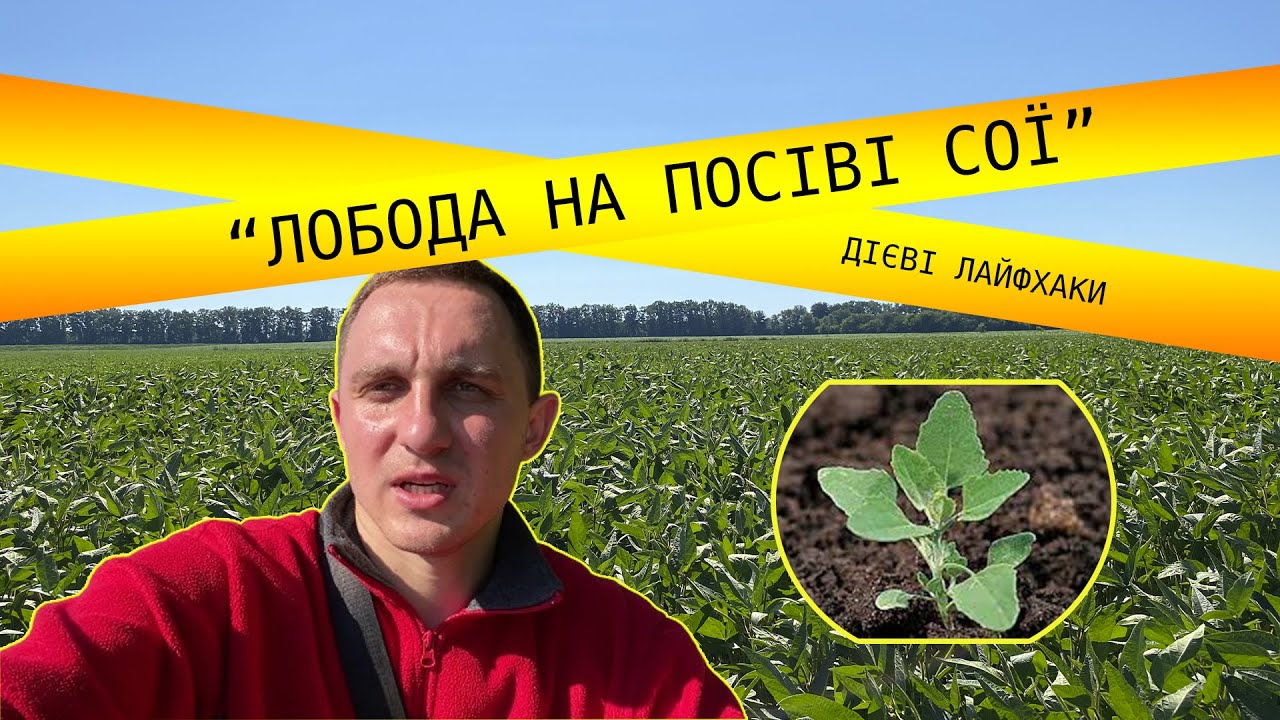 Як знищити лободу на посіві сої: дієві лайфхаки