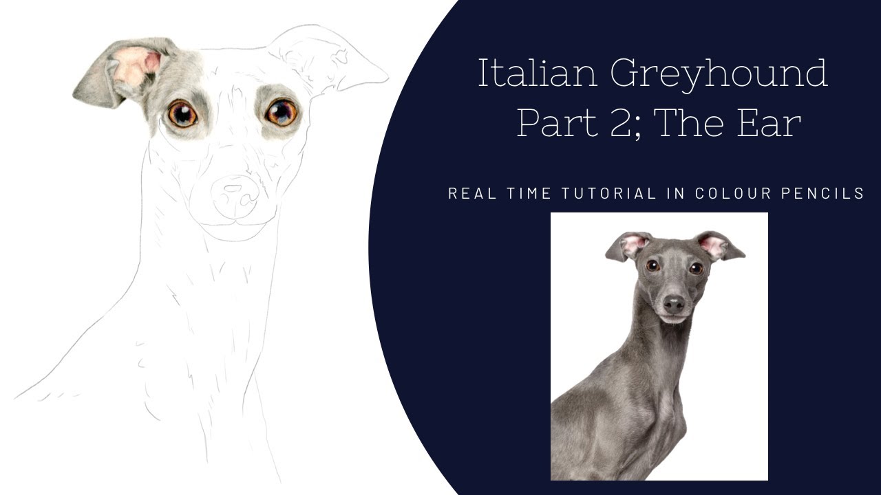 How to Draw a Realistic Dog in Colour Pencils | Real Time Tutorial | Part 2 The Ear