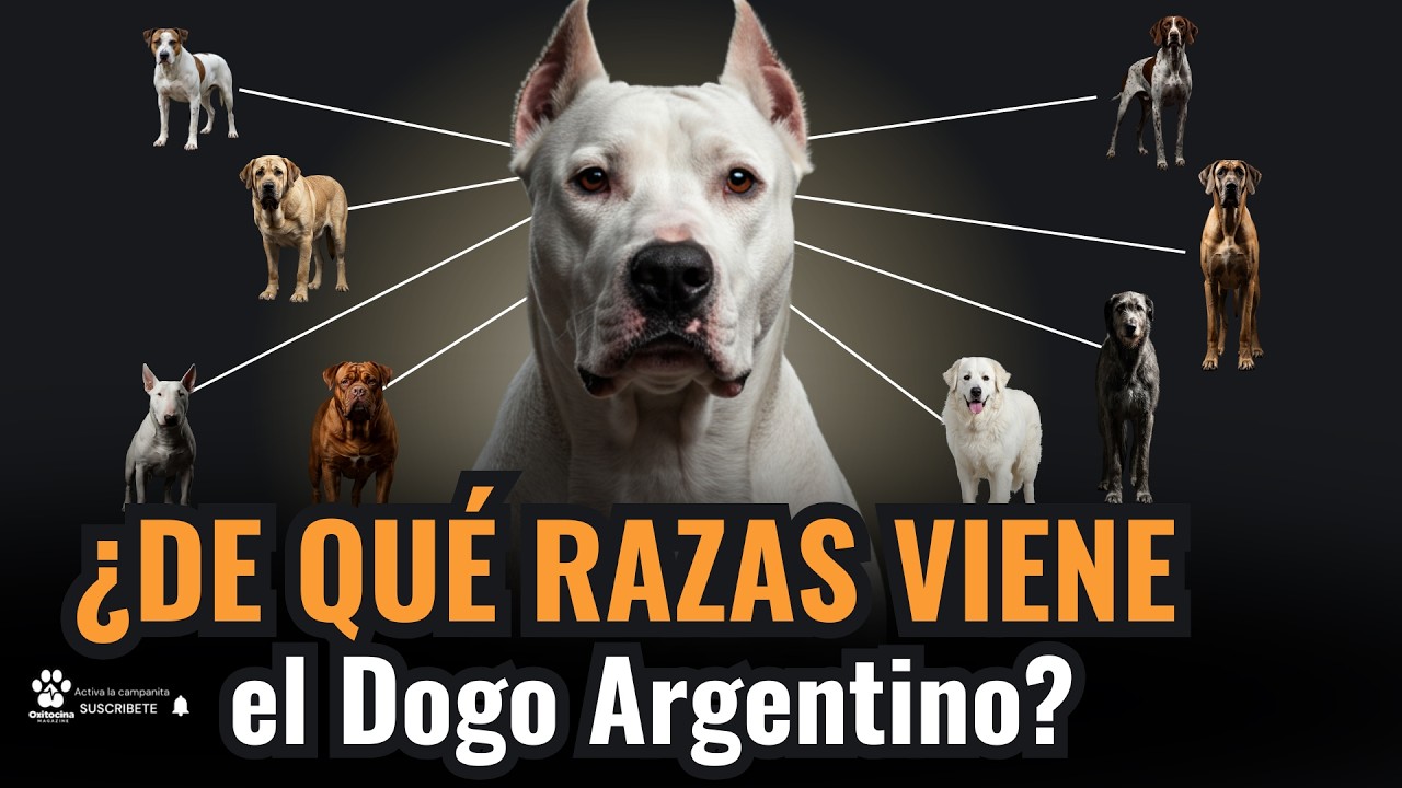 Así se creó el Dogo Argentino: raza por raza