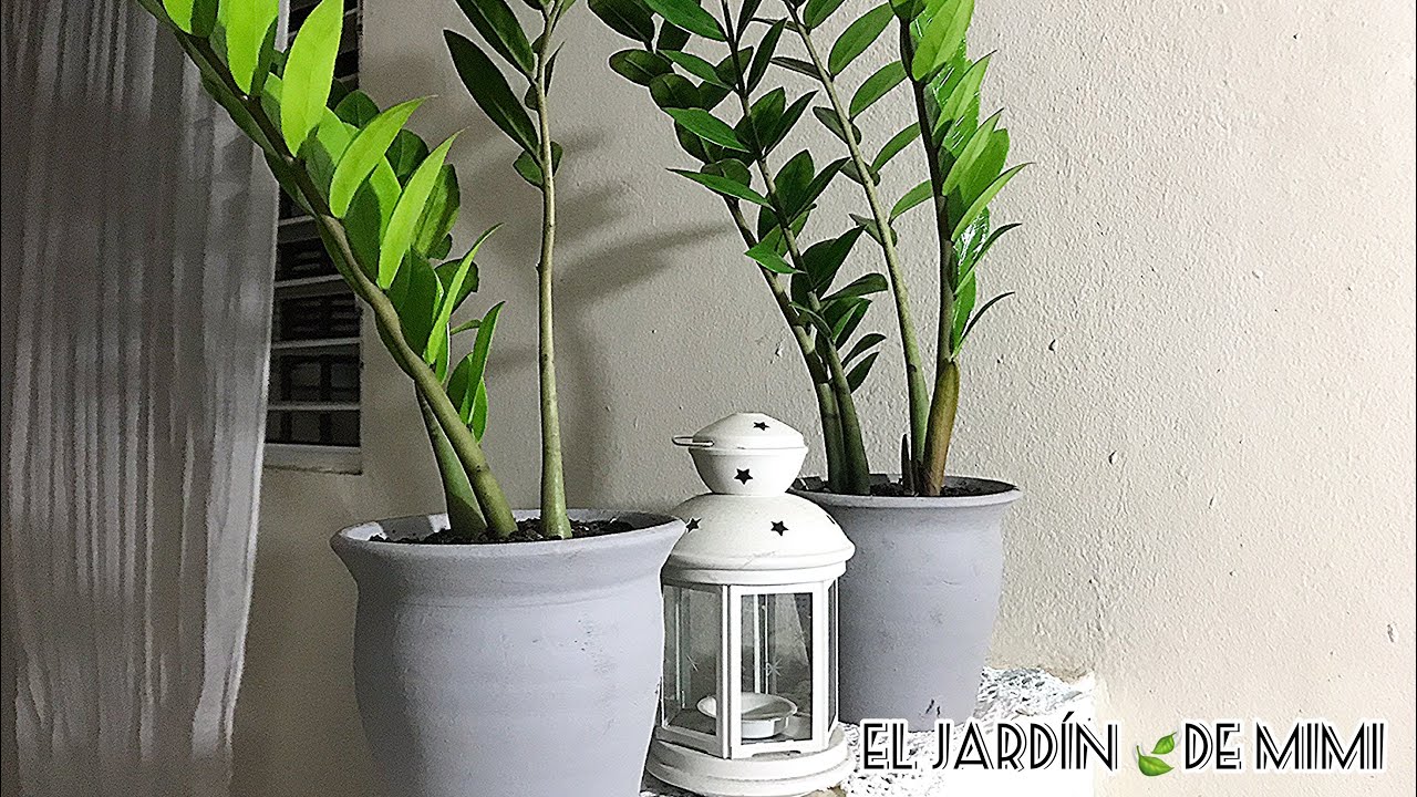 Transplante de mi zamioculca | reproducción 🍃