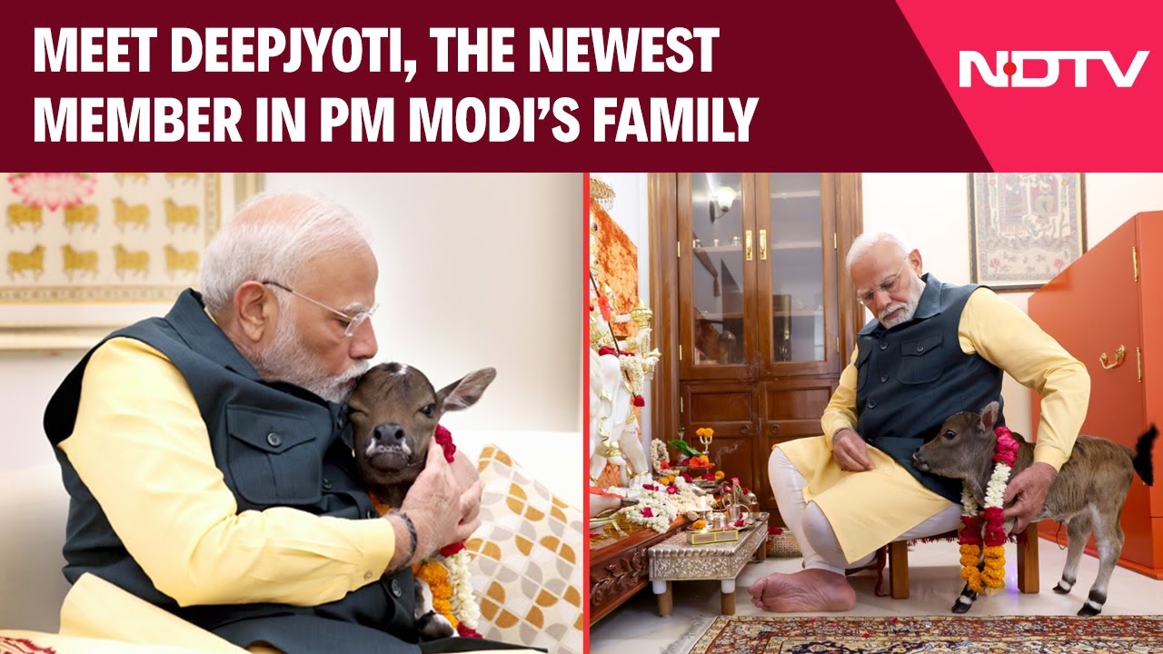 Modi With Cow | PM Modi Welcomes A New Member At Lok Kalyan Marg Residence