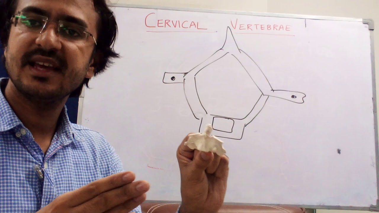 Cervical Vertebrae | Anatomy | Urdu (Part 1/2)