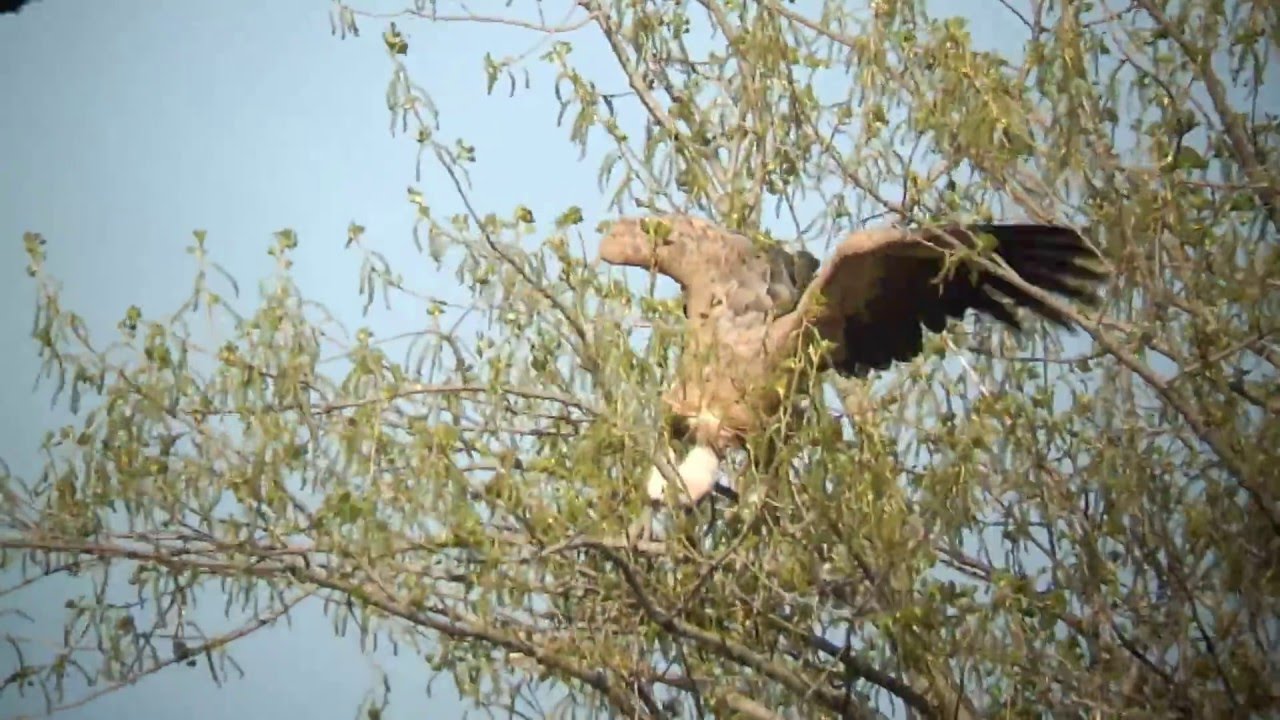 Vroege Vogels - Vale gier versus zwarte kraaien