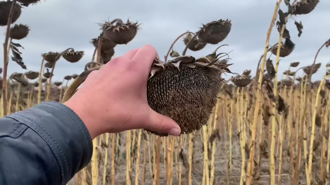 Уборка подсолнечника после Bourgault cd872 и V&auml;derstad tempol16