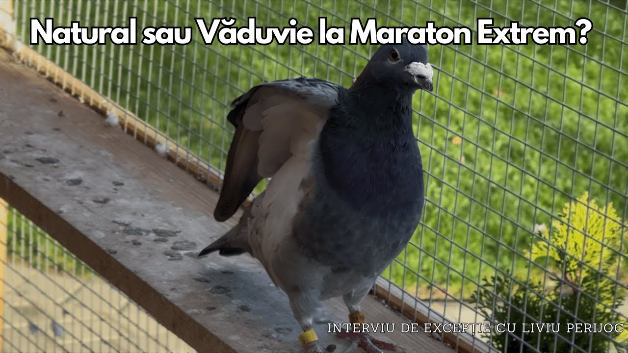 Interviu de excepție cu Liviu Perijoc  | Natural sau Văduvie la Maraton Extrem?