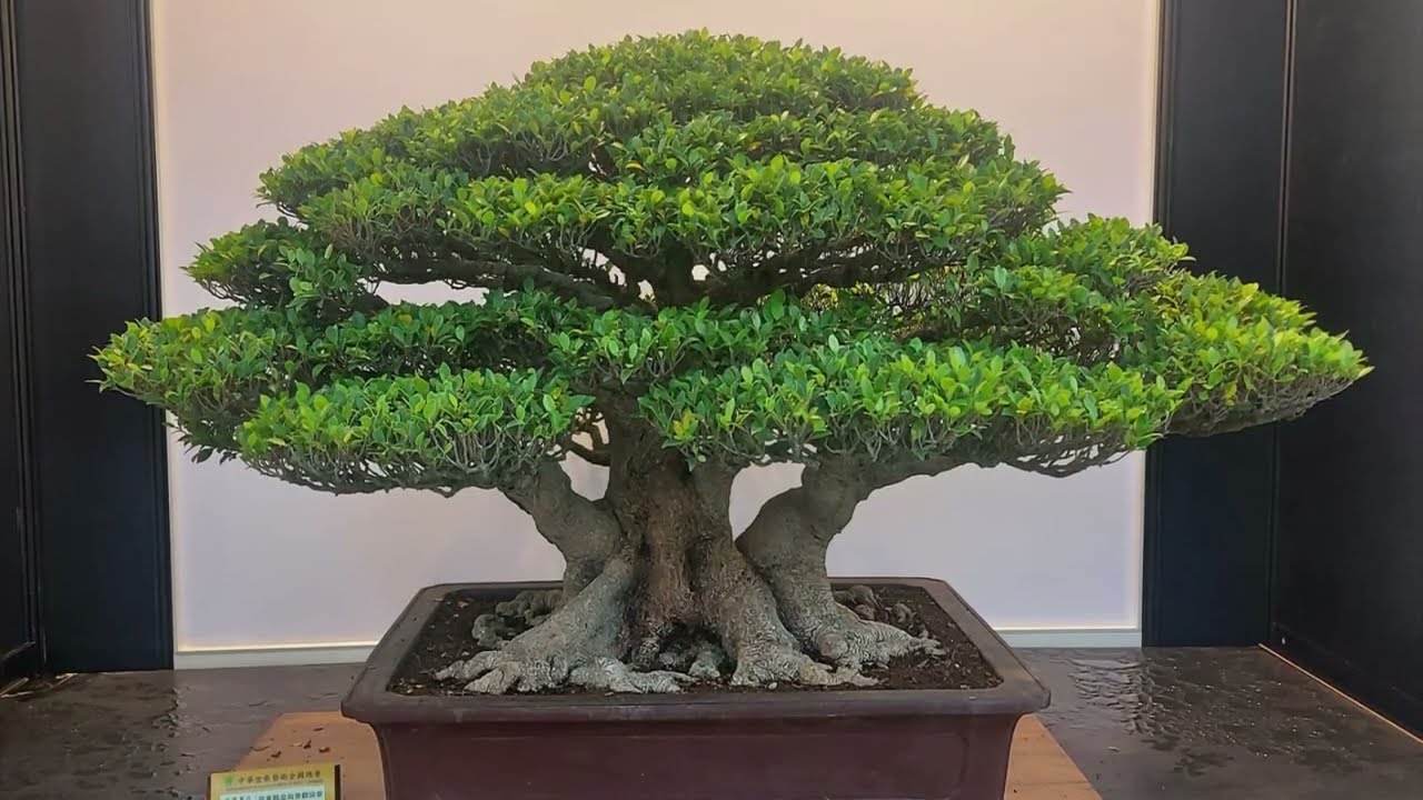The 29th HUA-FONG National Bonsai Exhibition 2024 🇹🇼