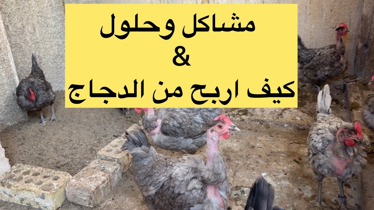 كيف اجعل الدجاجه تكرك؟ كيف انفر الدجاج من الكرك؟ واسئلة شائعة جداً / المربي ابو ضحى للدجاج 🐔🥚 